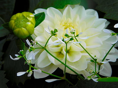 bunga putih, Bud, Blossom, mekar, alam, Tutup
