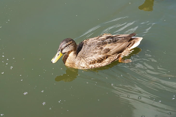 Duck, dammen, vann, før gel, svømme, Park, vann fugl