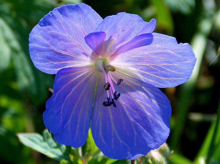 flor, flor, floración, geranio azul, Punta flor, Geranio de los Pirineos, azul