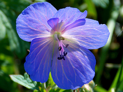 blomma, Blossom, Bloom, blå pelargon, spetsiga blomma, midsommarblomster, blå