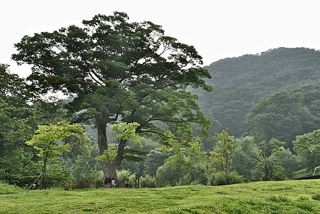 Namhansanseong, rad palace, Gyeonggi-do, Republiken korea, stort träd, vacker natur