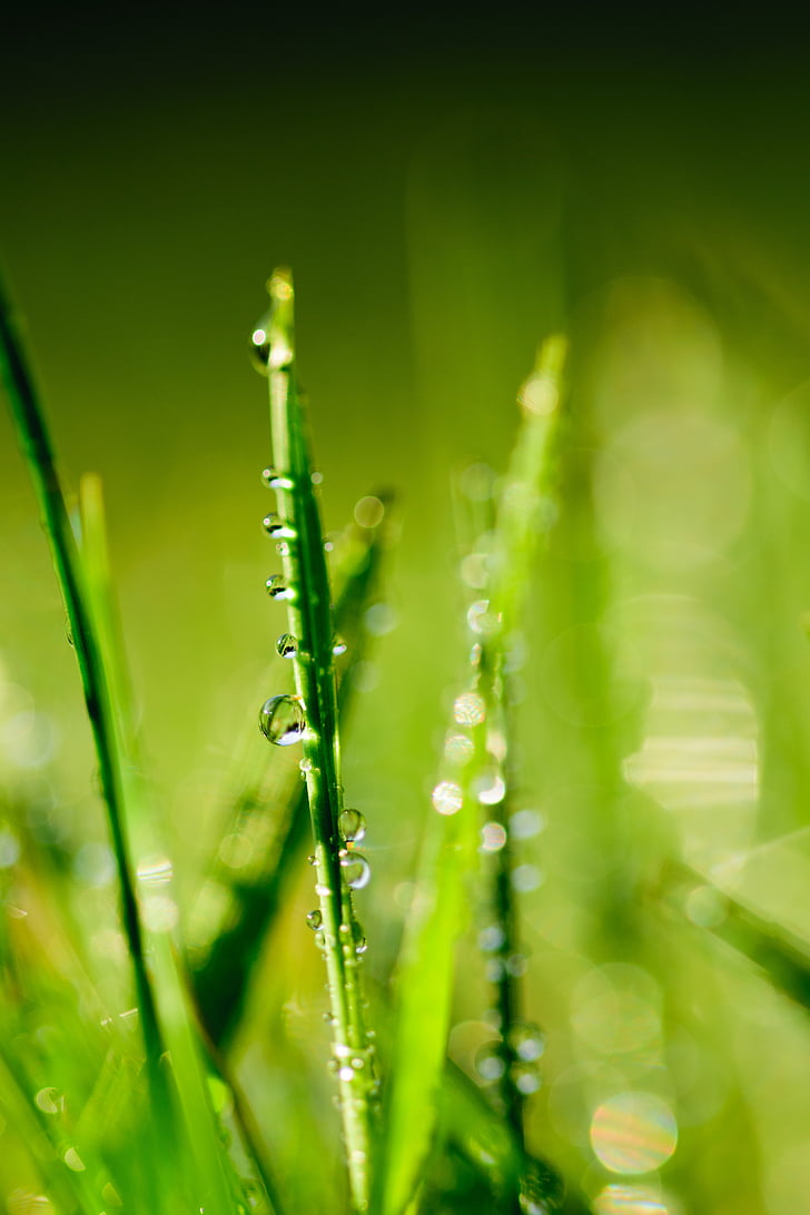 water, green, leaf, dew, drop, grass, nature