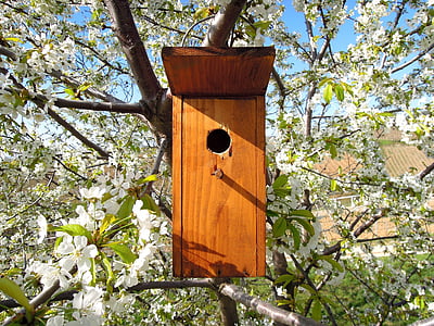 bird's lair, bird house, odu, bird, nature, bough, flowering tree