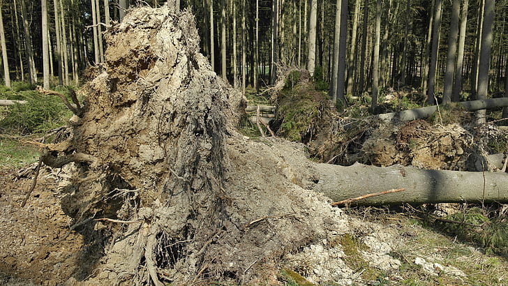 Orman, çevre, doğa, fırtına zararı, ağaç, eski, günlük