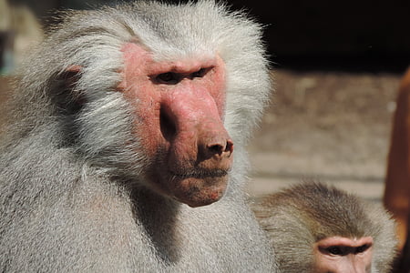 khỉ đầu chó, sở thú augsburg, bao vây