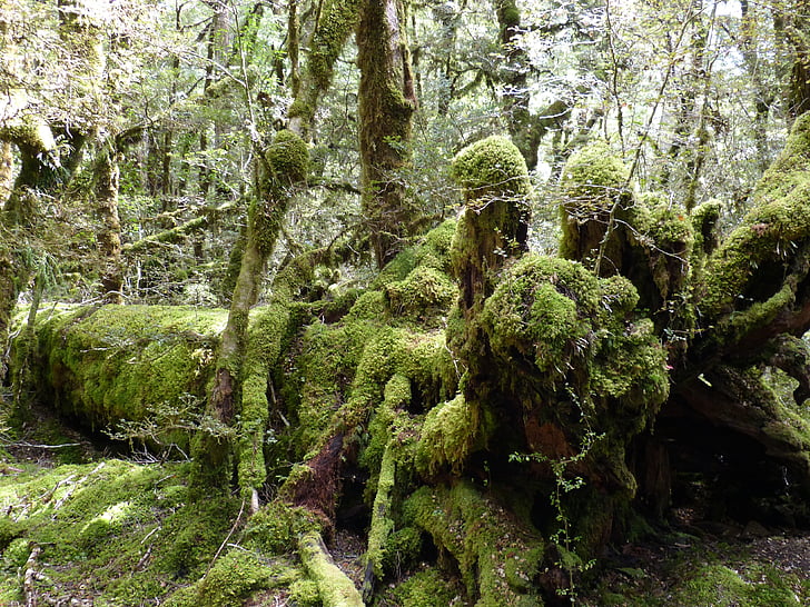 vihmametsade, roheline, taim, metsa, lehed, loodus, Uus-Meremaa