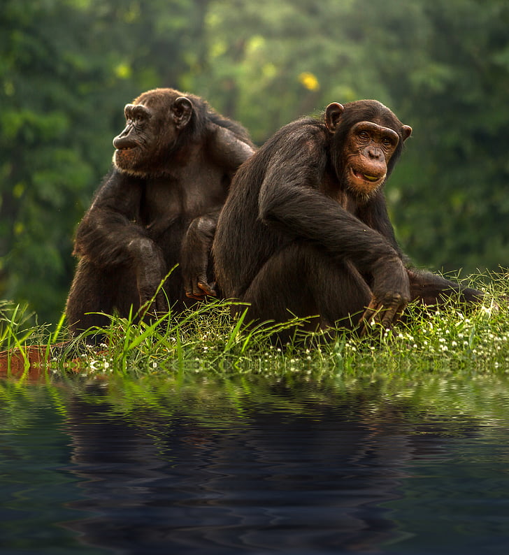 chimpansee, bruin, bonobo, chimpansee, paar, dieren, kruising