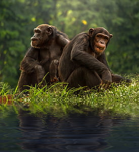 szympans, brązowy, bonobo, szympans, pary, zwierzęta, mieszaniec
