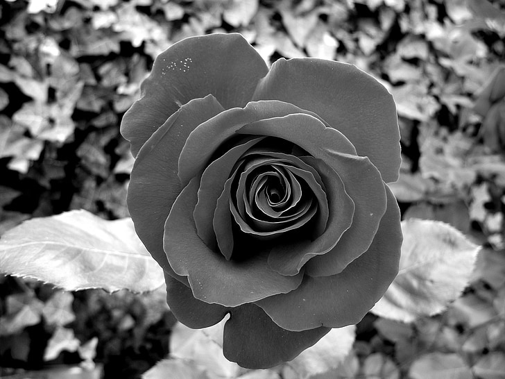 rose, flower, black and white, petals, plant, garden, bloom