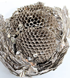 l'alveare, esagono, vespe dimora, struttura a nido d'ape, nella costruzione del nido, vuoto, insetto