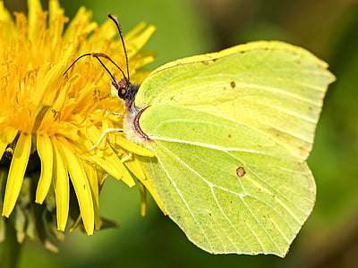Gonepteryx rhamni, mariposa, insectos, naturaleza, animal