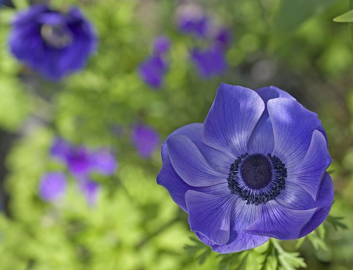 zila, Violeta, puķe, Anemone, samta, tekstūra, ziedlapas