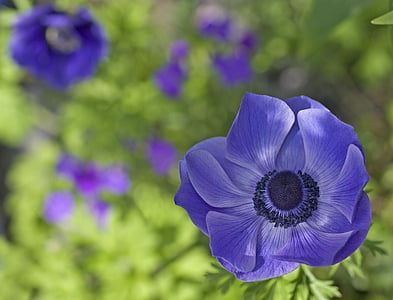 modrá, fialová, květ, Anemone, Samet, textura, okvětní lístky