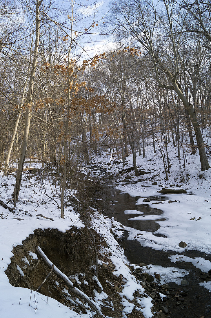snö, Park, träd, Baltimore, Waverly park, Creek, Ice