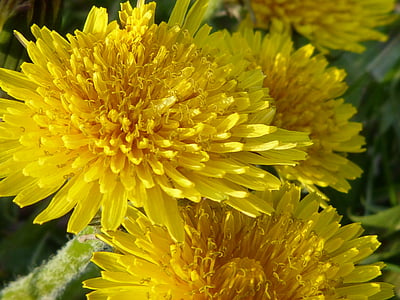 buttercup, dandelion, flowers, nature, yellow, yellow flower, summer