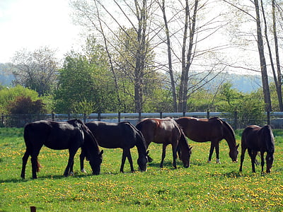 cavalls, pàdoc, acoblament, les pastures, animal, cabellera, cap cavall