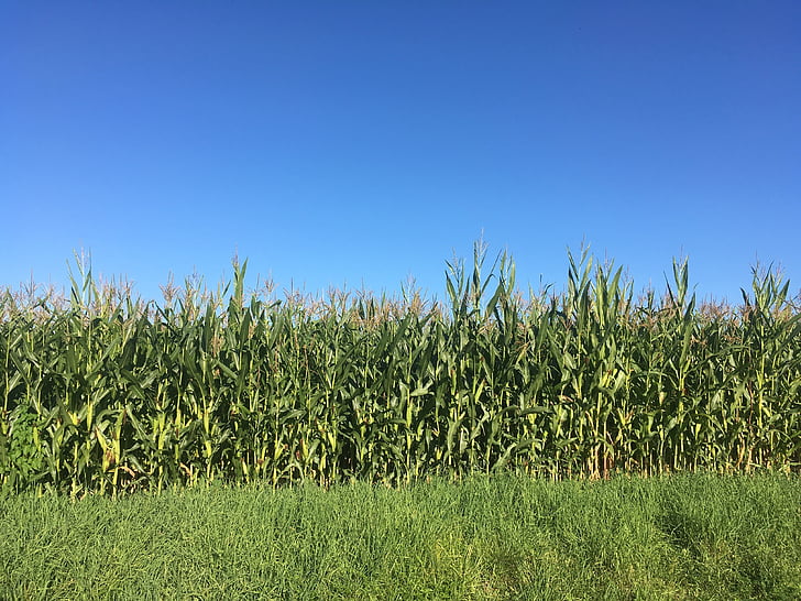 kukurica, pole, modrá, neba, poľnohospodárstvo, pozadie, plodín