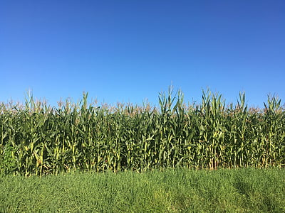 kukorica, a mező, kék, ég, mezőgazdaság, háttér, termés