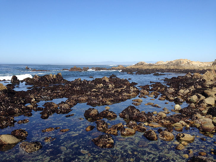 piscina de maré, Pacific grove, Península de Monterey, Califórnia, oceano, praia, mar
