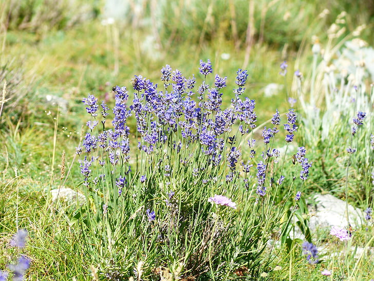 lavender, flower, flowers, purple, wild plant, wildblue, lavender flowers