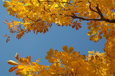 liście kasztanowca, jesień, spadek koloru, pozostawia, drzewo, kasztan, Kasztanowiec
