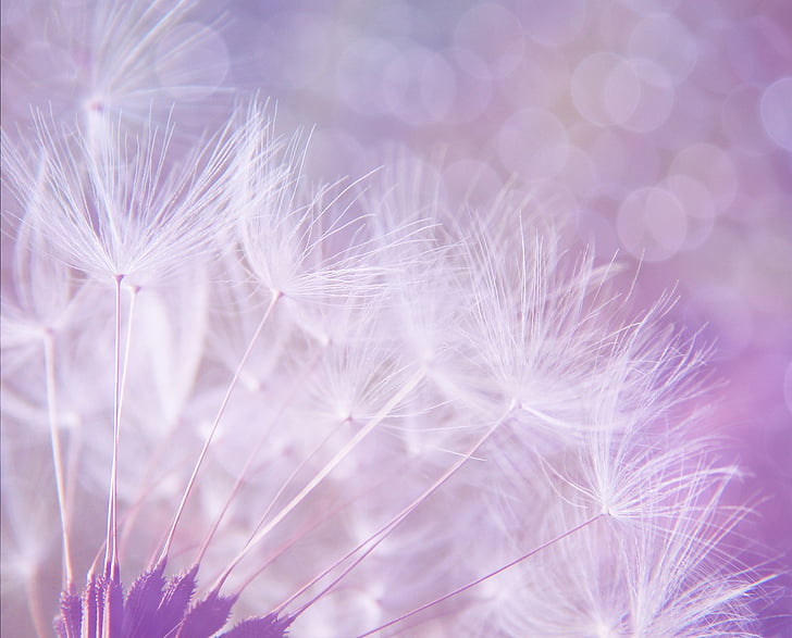 dandelion, abstract, purple, background, bokeh, lights, puff
