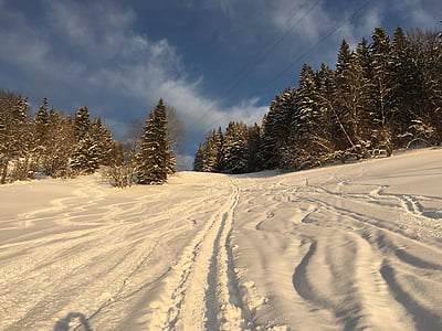 snow, backcountry skiiing, mountains, liezen, spruce, winter, nature