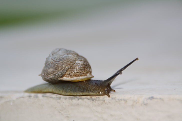 cargol, lent, movent-se, closca, viscós, invertebrat, gastropod