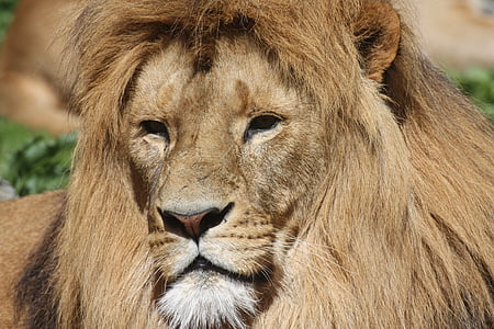 lion, lion's mane, animals