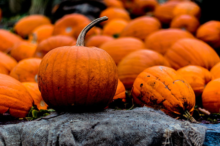 halloween, autumn, pumpkin