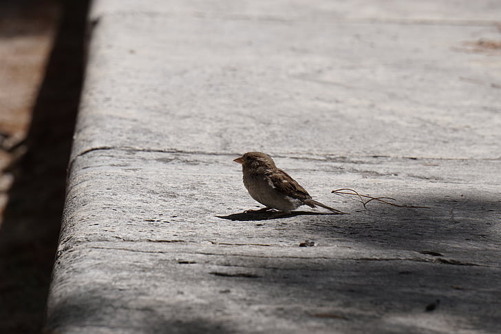 bird, park, spain, ave, feathers