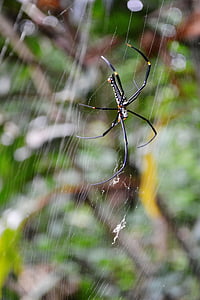 Spider, nebezpečenstvo, nebezpečné, jedovaté, jed, tvor, Záhrada