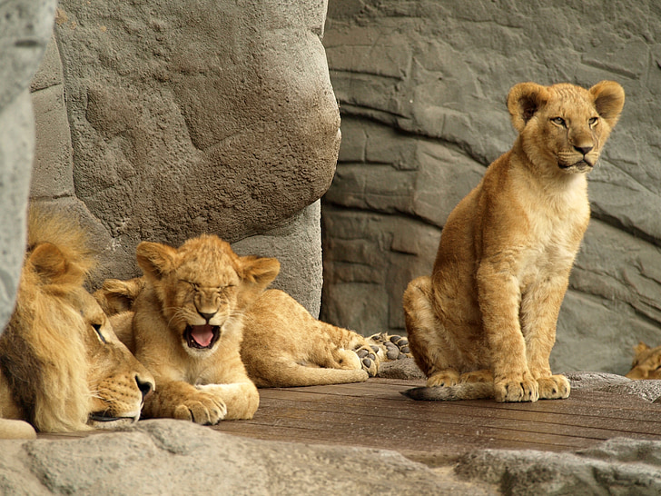 Лъв, Хищникът, котка, Зоологическа градина, младите, крал, принц