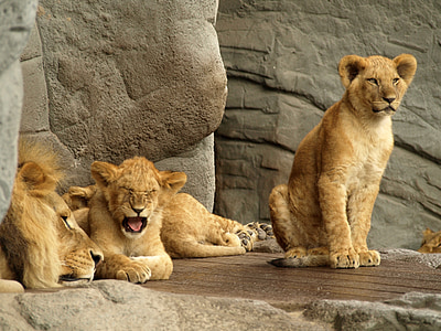 Lew, drapieżnik, Kot, ogród zoologiczny, młody, Król, książę