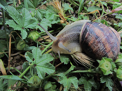 macro, snail, grass, nature