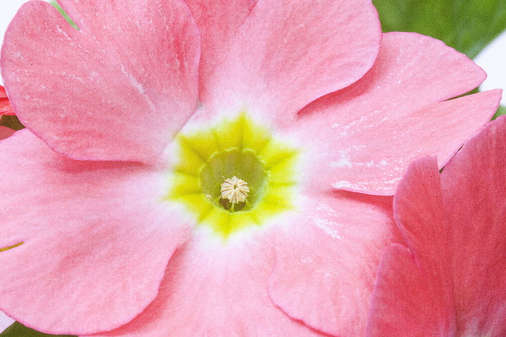 kikiricstől, Primula vulgaris hibrid, rózsaszín, nemzetség, kankalin, kankalin fajták, virágok