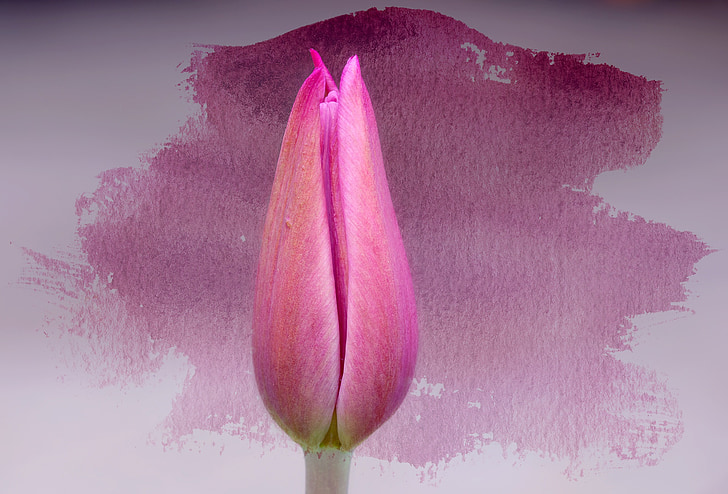 Tulipán, květ, květ, Bloom, růžová, zavřeno, Zavřít