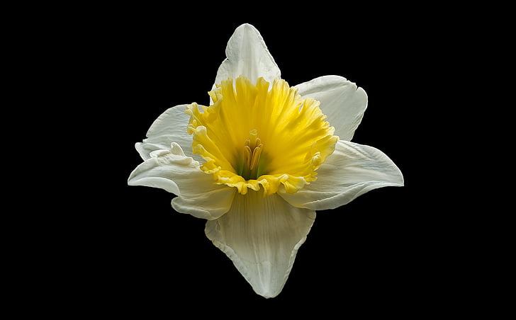 Narcis, wiosna, Natura, kwiat, tło, żółty, Płatek