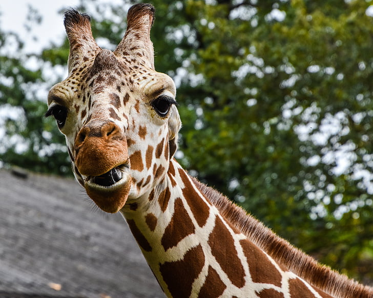 жираф, Зоологическа градина, wilhelma, затвори, жираф прикачване, животните, дива природа