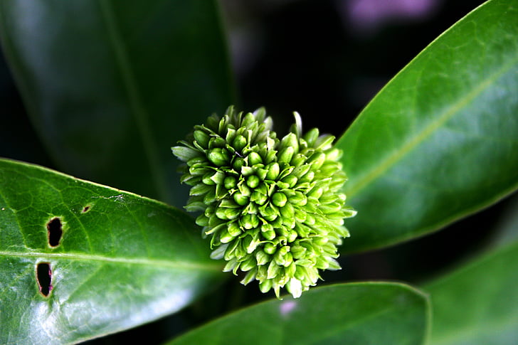 flower, natural, green, nature, spring, summer, blossom
