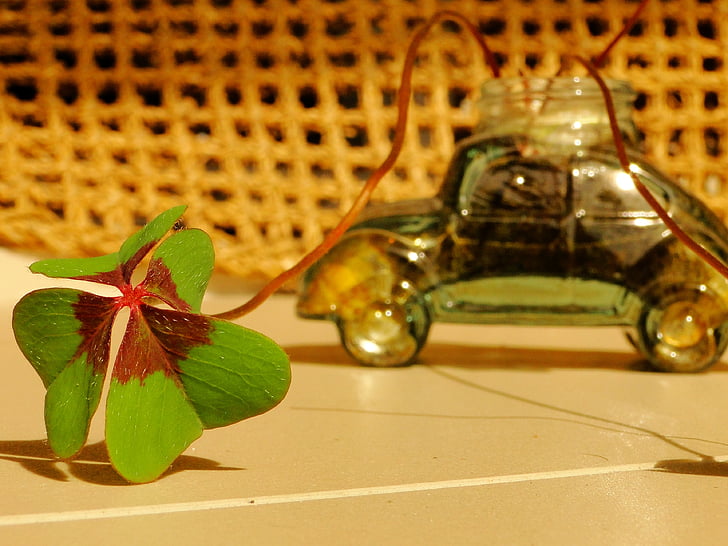 clover, luck, fusca, green, leaf, plant