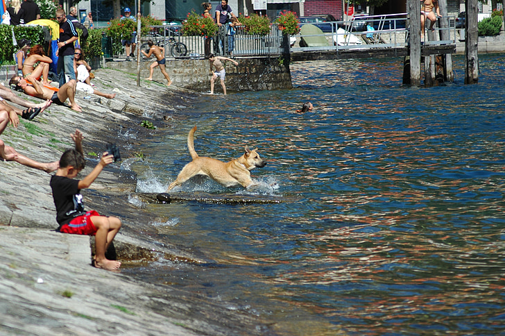 sjön, hund, sommar
