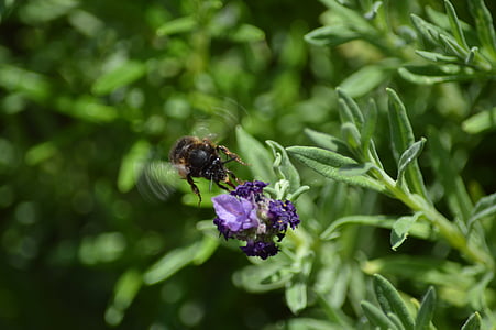 blomma, pollinering, Wasp, Bee, naturen, trädgård, Bloom