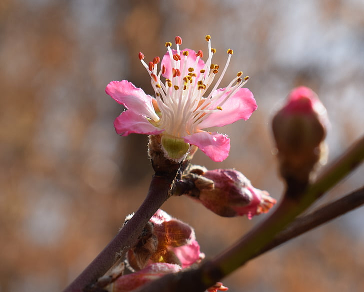 Peach blossom, Peach tree, Blossom, Hoa, nở hoa, mùa xuân, Thiên nhiên