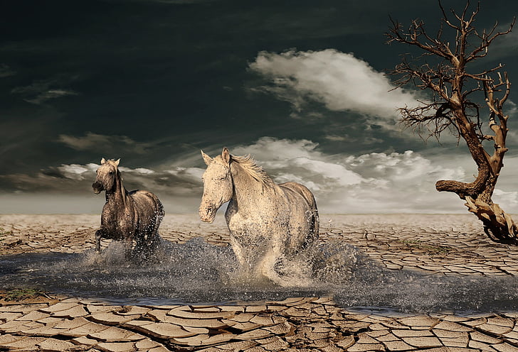 konj, pustinja, drvo, nebo, vode, utrka, gallops