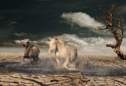 cheval, désert, arbre, Sky, eau, course, galops