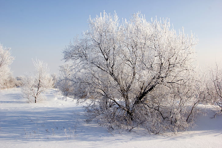 Zima, snijeg, stabla, krajolik, grančica, snježne pahuljice, Sunce