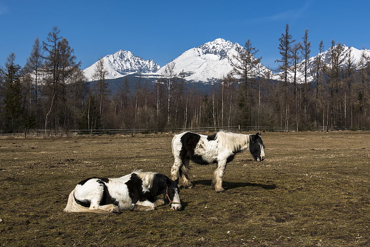 Коні, тварин, Луговий, тварини, немає людей, Гора, взимку