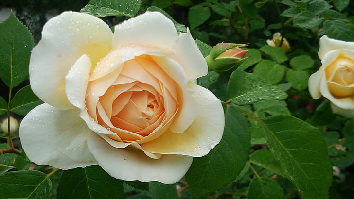 Rosa, roserar, rosàcia, Huang, natura, Rosa - flor, pètal