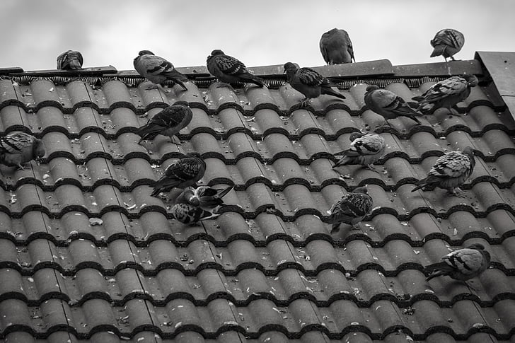 pigeons, roof, tile, gable, home, birds, sky